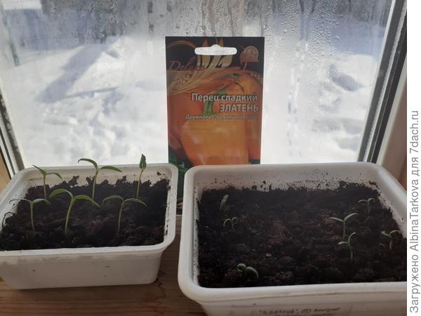 Молоденькие росточки