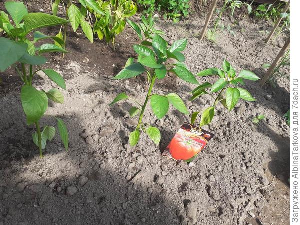 А это уже перцы в теплице, 25 мая