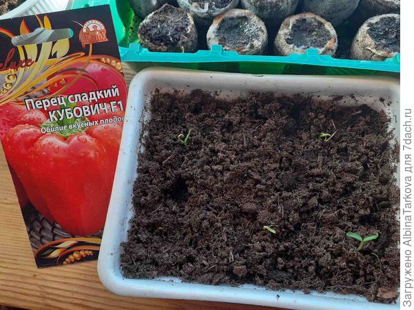 Долгожданные всходы