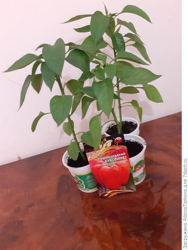 Так выглядели перчики 'Кубович' перед высадкой в теплицу