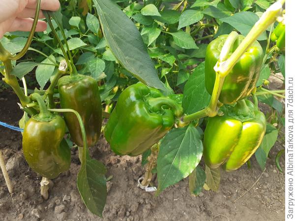 'Кубович': крупные плоды