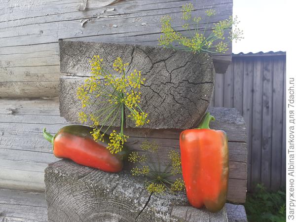 Первый урожай подоспел к 128 дню от всходов