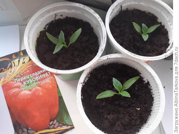 Рассада перца по состоянию на 30 марта