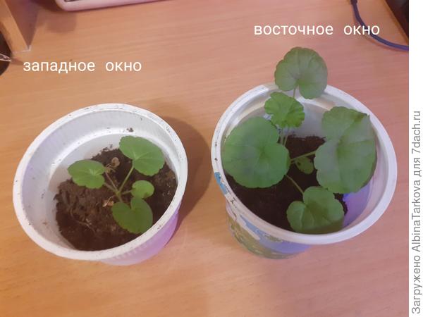 Для примера: взошли в один день, но разница очевидна! Поэтому, конечно, развиваться у вас будут медленее