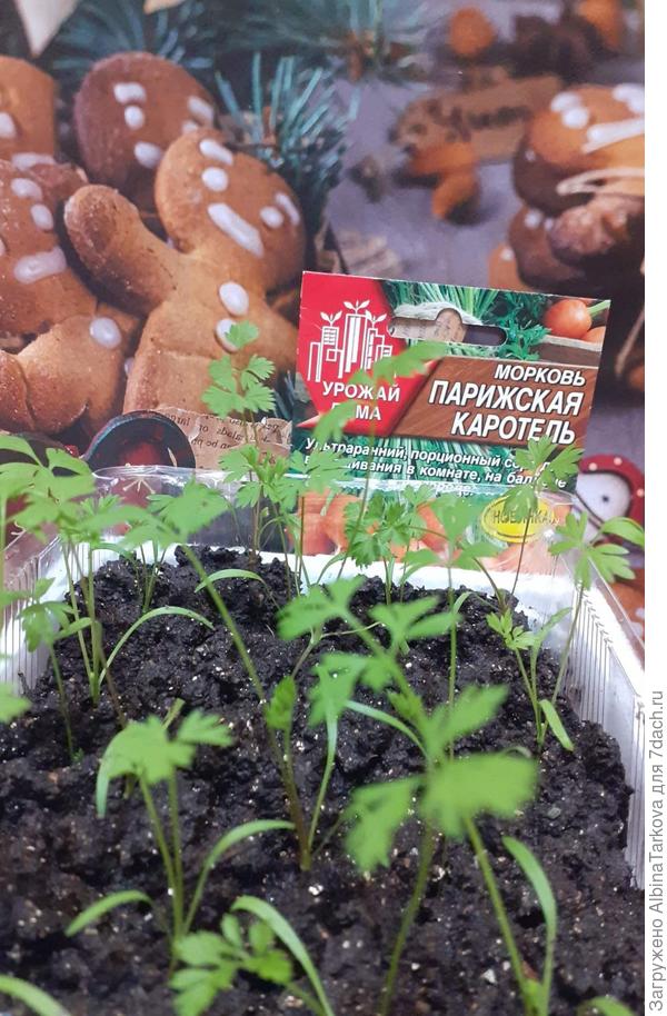 Морковь 'Парижская каротель' специально предназначена для выращивания в контейнере, корнеплод диаметром 3-4 см