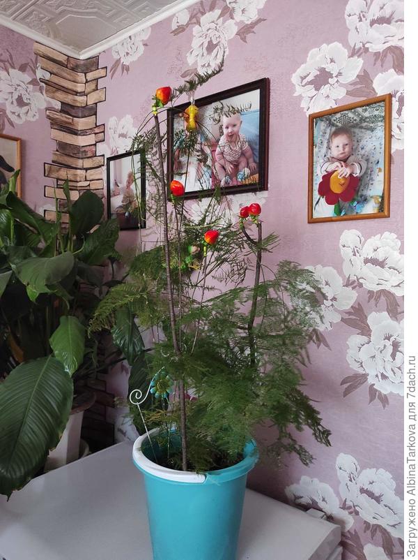 Коты постоянно дёргают свисающие побеги, поэтому у делаю опоры
