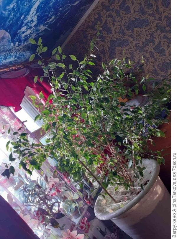 Это самый старый, с него все и начиналось