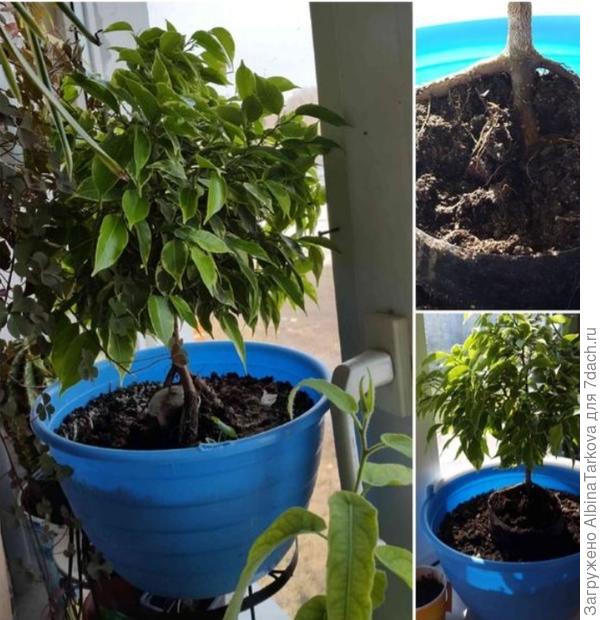 Попытка сделать бонсай, уже подарила его, но там продолжается работа по созданию бонсай