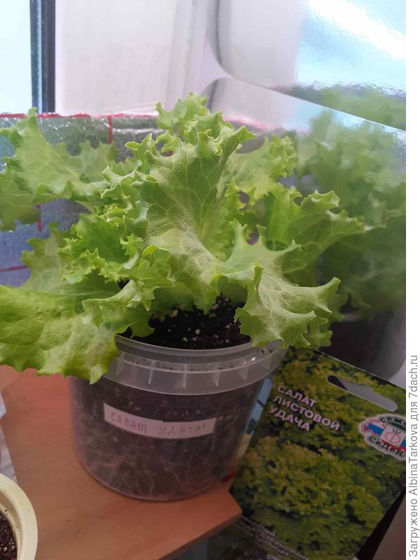 Салат 'Удача' уже большой, сегодня доедим последние два :)