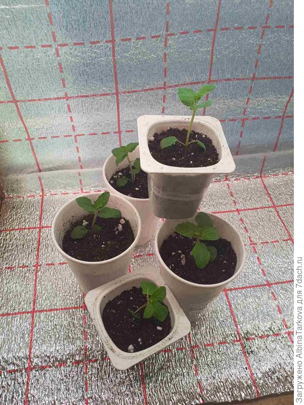 Мята колосистая, очень ароматная