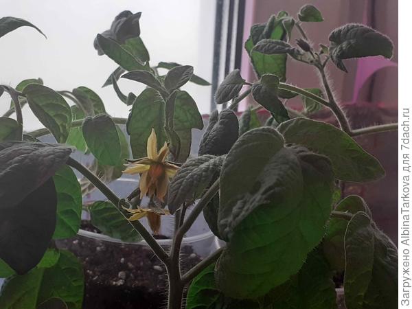 Сорт 'Оконно-балконный' цветет