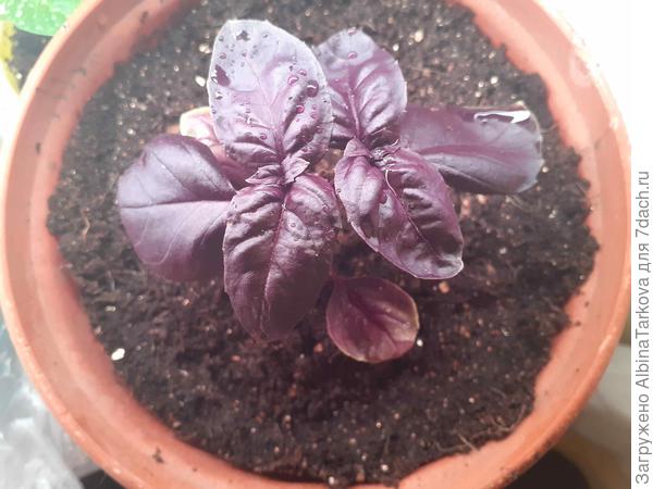 Базилик 'Ажур пурпурный'