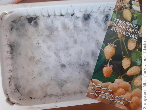 Посев 7 февраля