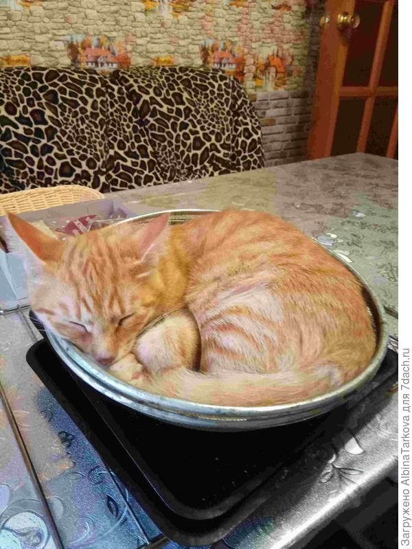 Рыжик любитель поспать в неожиданных местах:)