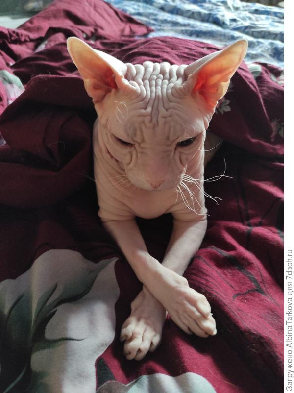 Сенечка, как всегда суров и элегантен