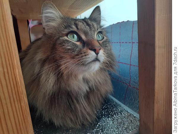 Барсика как магнитом тянет к рассаде, уже два раза успел полежать на Шабо и обнюхаться острого перца