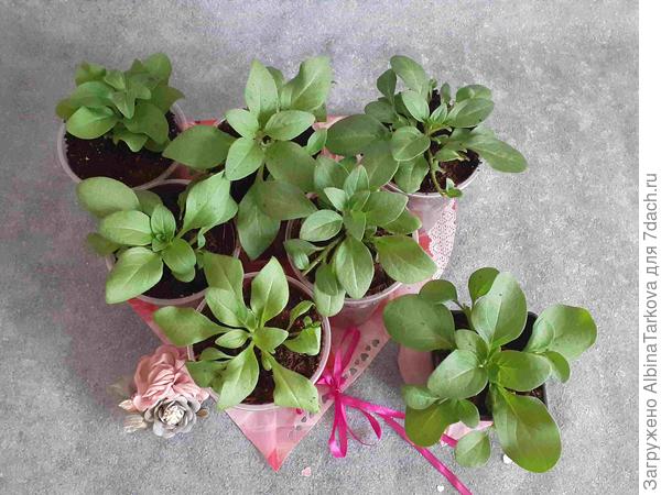 Мои петунички