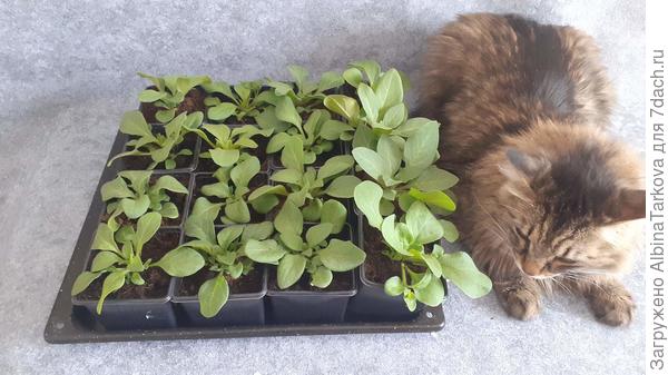 У нас новый котик, но уже заядлый растениевод:)