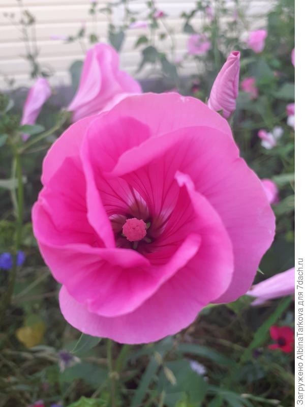 Малиновая расцветка просто восхитительна!