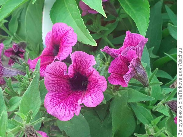 Петуния, семена собраны из гибрида