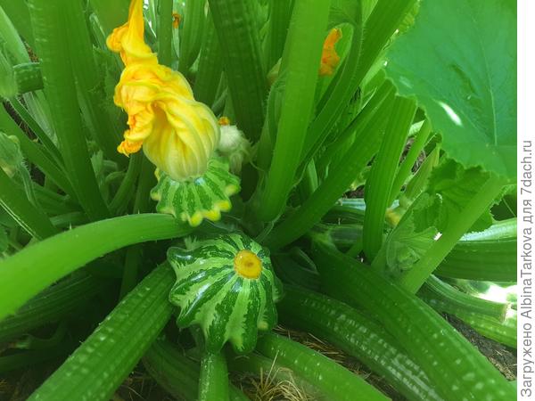 Маленькие, но уже симпатичные