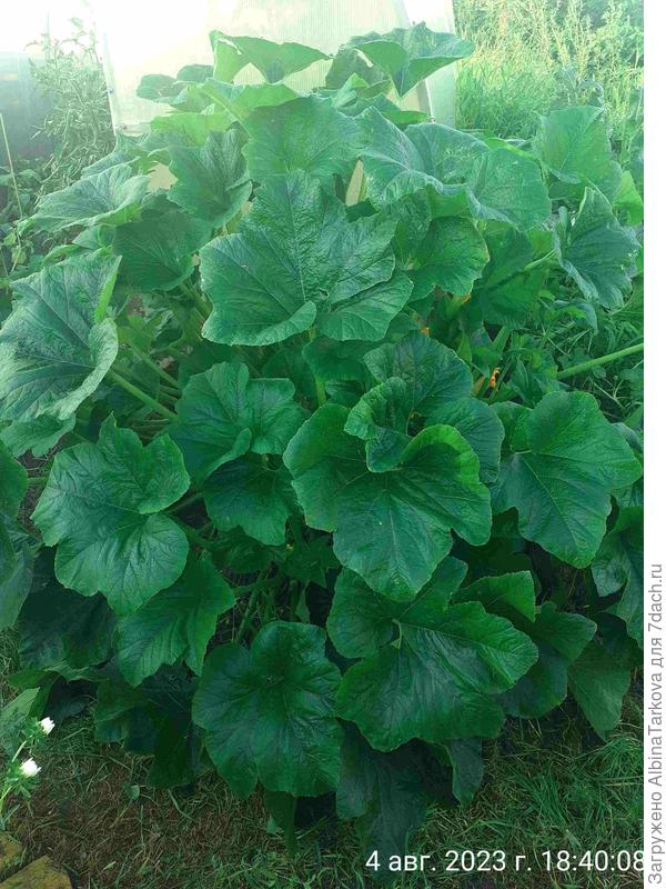 Куст разрастался быстрыми темпами и я периодически удаляла по 3-4 листа, чтобы был доступ солнечного света к плодам