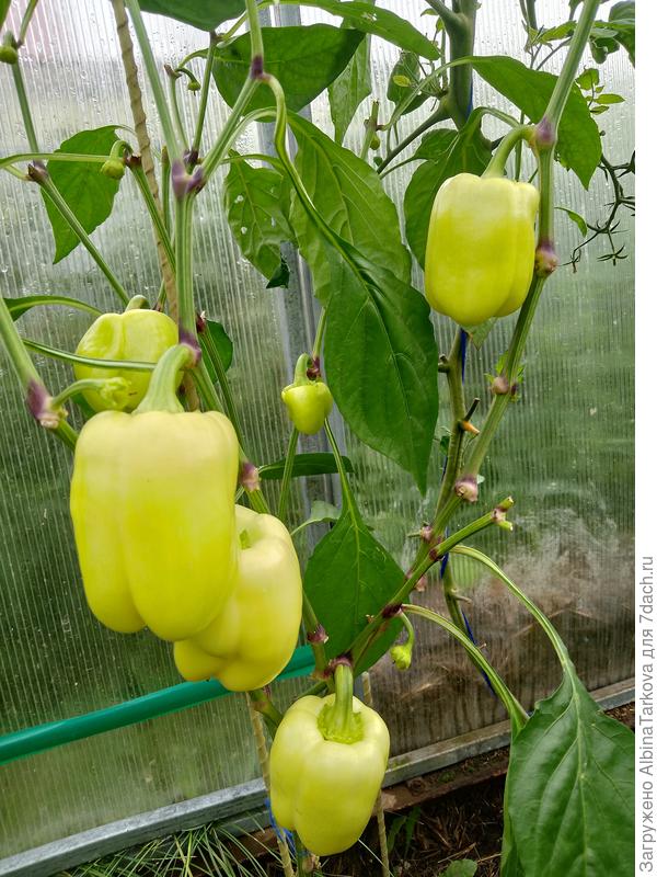 Перец Янтарный куб, среднеранний гибрид, высота 70-100 см