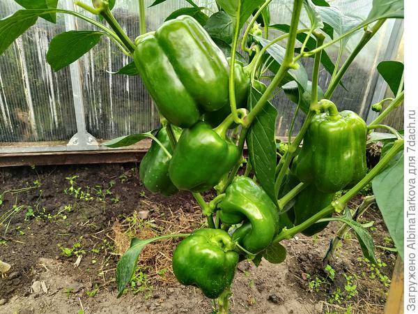 Это перец игрок,  раннеспелый сорт высотой 45-50 см, у меня вымахал до 70 см