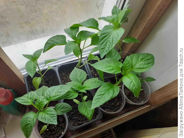 21 апреля 2023