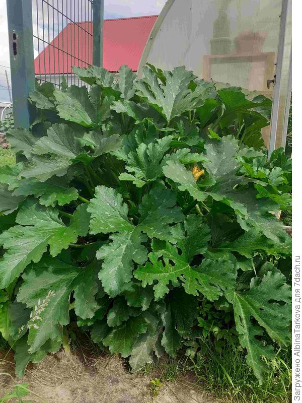 Куст разросся шикарно, по мере роста удаляла лишние стебли с листьями, чтобы минимизировать загущение и обеспечить проветривание внутри куста