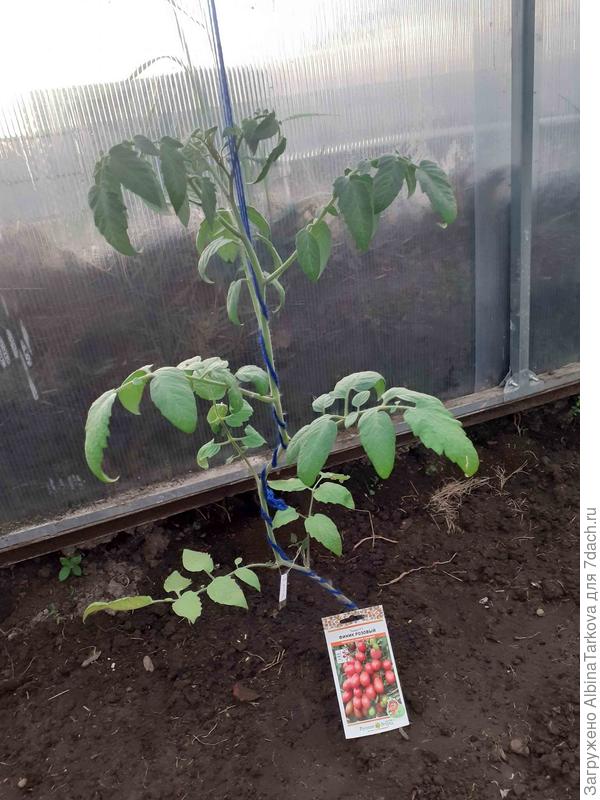 В теплицу высадила 19 мая