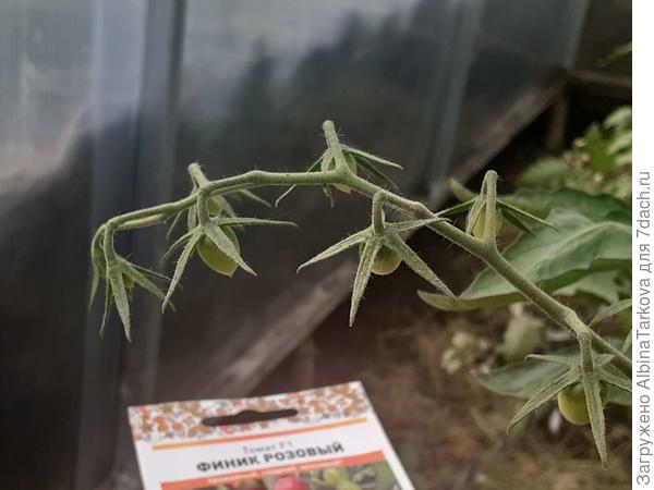 23 июня 2023, первые завязи