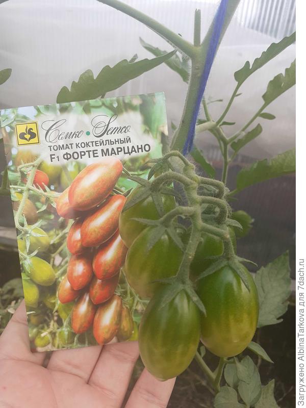 Первая кисть была простой с небольшим числом плодов, затем начали формироваться многоплодные