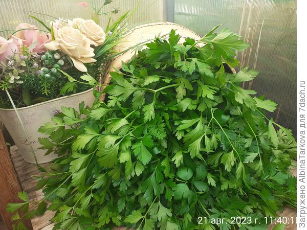 Вторая срезка на зелень, заморозила