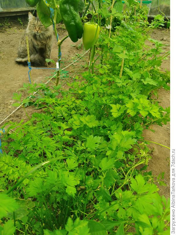 Перцы + петрушка