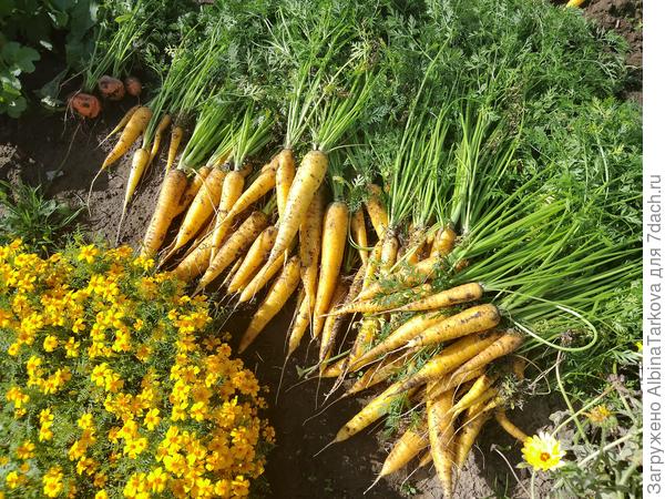 Люблю жёлтую морковь