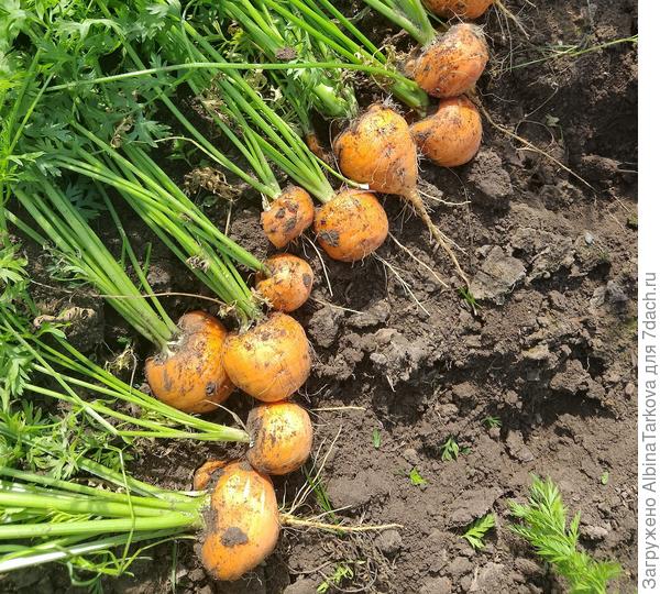 Морковь 'Парижская каротель', дети её обожают за нестандартную форму
