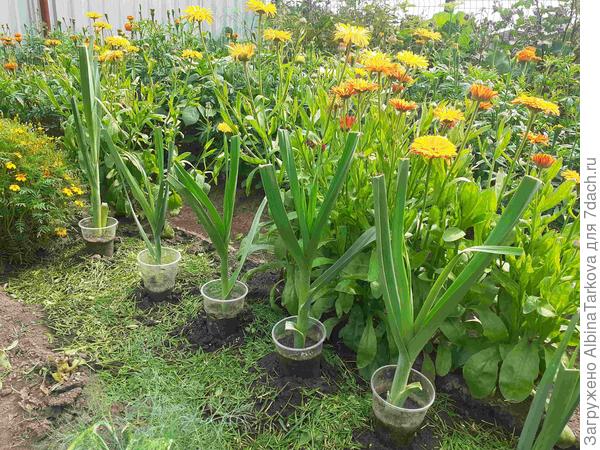 Прополка, мульчирование почвы скошенной травой