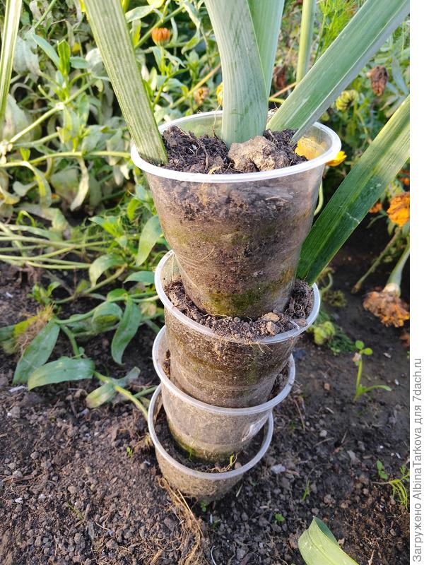 Высота 30 см