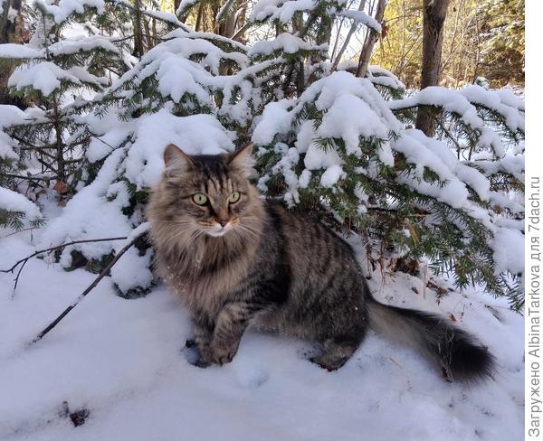 Барсик большой любитель прогуляться в лесу, тем более, что лес в метрах десяти от дома