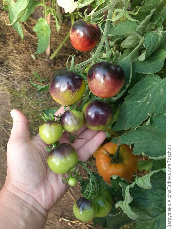 &#39;Чёрная галактика&#39;