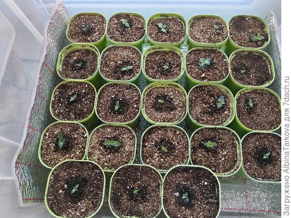 Перевалила из торфяных таблеток сегодня свои эустомы, 25 дней от всходов