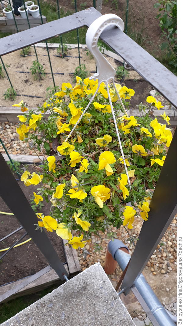 А надо ли как-то её чистить посередине? И стоит ли пересаживать в кашпо побольше (как у питуньи)?  Такую купила первый раз.?