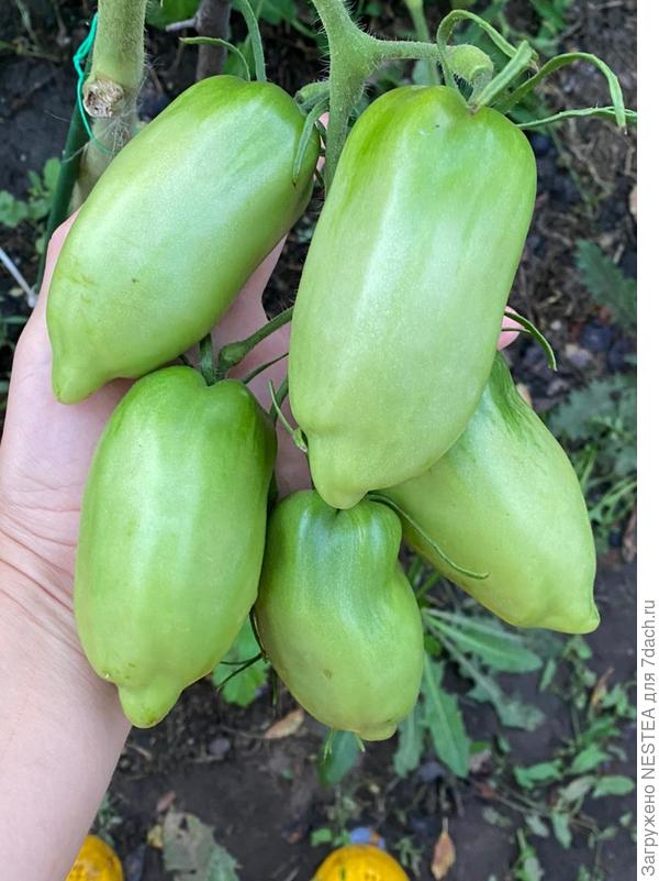 Томат Дамский Угодник