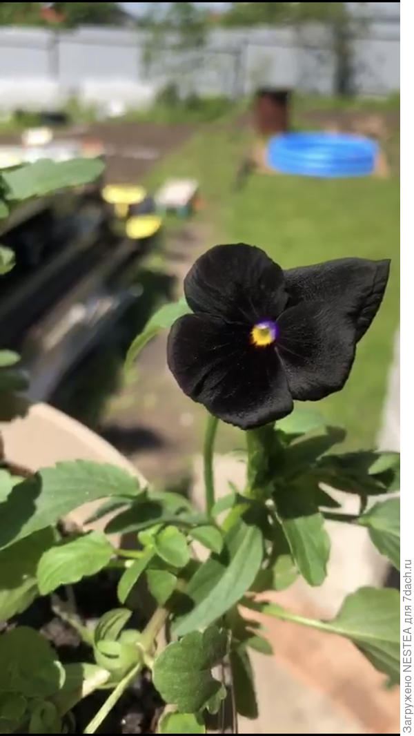 Виола Горное волшебство