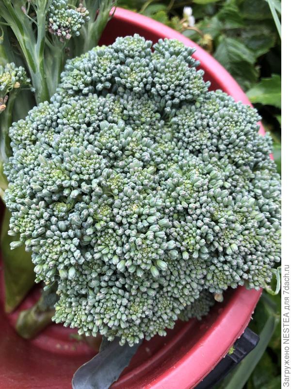 КАПУСТА БРОККОЛИ ГРИН МЭДЖИК
