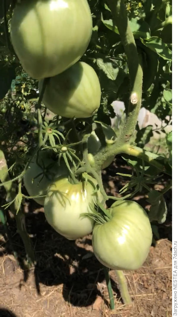 Томат Лентяйка