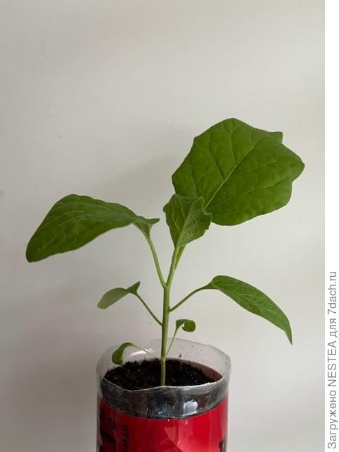 Алмаз белый