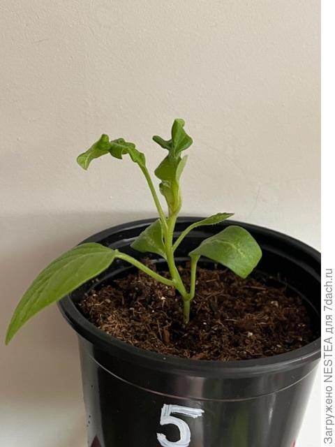 Патио малыш