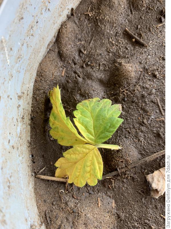 И так есть по листику практически на каждом кусте